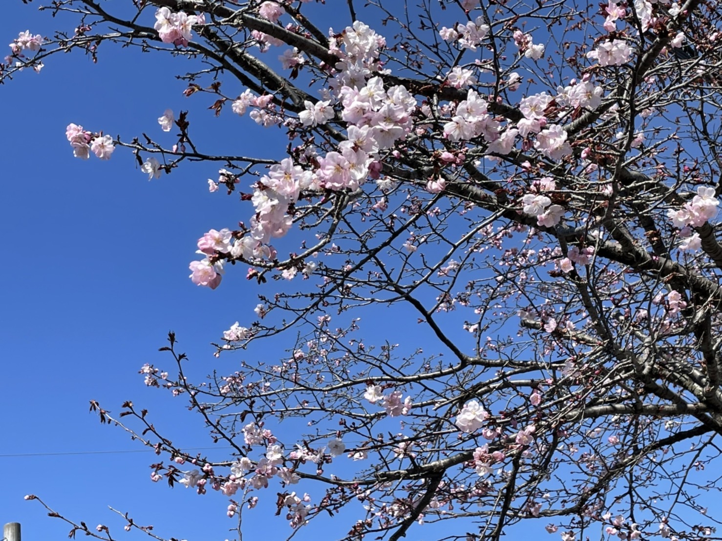 桜、さくら